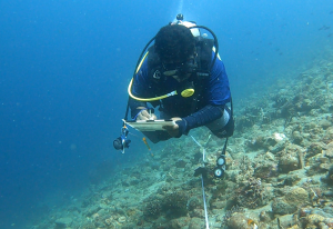 Harmony Alam Indonesia_transec terumbu karang